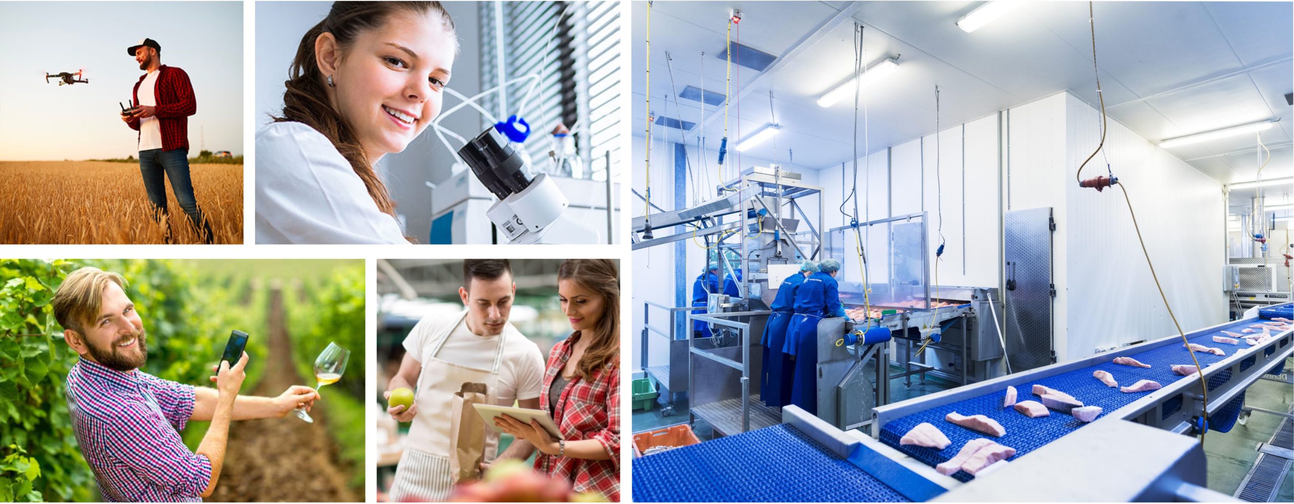 Tecnico superiore responsabile della produzione e delle trasformazioni agrarie – agro alimentare e agro-industriale Tecnico superiore responsabile della produzione e delle trasformazioni agrarie – agro alimentare e agro-industriale